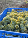 grape_harvest