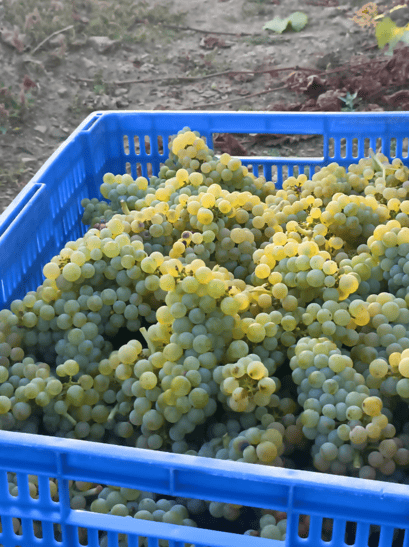 grape_harvest1