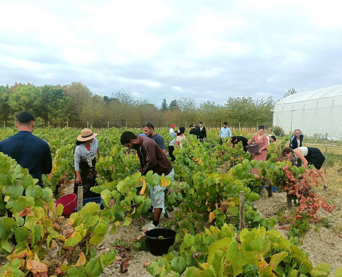 grape_harvest2